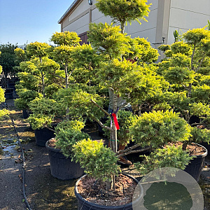 Cedrus deod. 'Aurea' 150-200 cm container bonsai