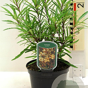 Lomatia myricoides 25-30 cm 2,0L