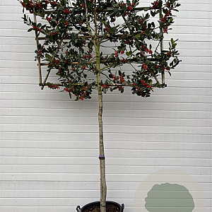 Ilex 'Nellie R. Stevens' 10-12 HA 50L 140 cm stam lei 140x120
