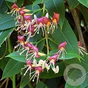 Lonicera henryi 60-65 cm rozenpot 2L
