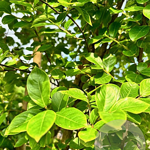 Lagerstroemia indica 200-250 cm container meerstammig