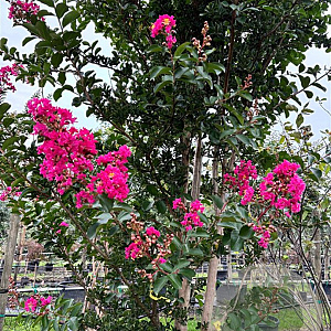 Lagerstroemia indica 200-250 cm container meerstammig