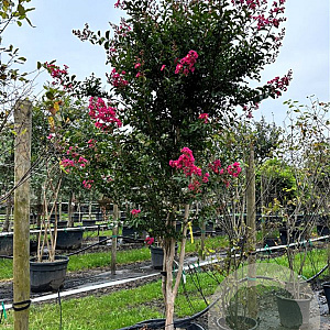 Lagerstroemia indica 200-250 cm container meerstammig