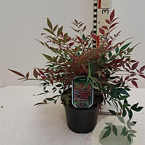 Nandina d. Obsessed 30-40 cm 12L