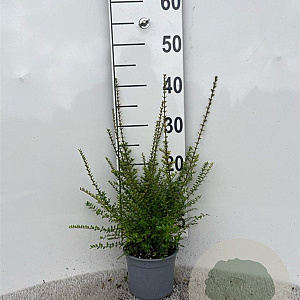 Lonicera nitida 20-25 cm C1.3