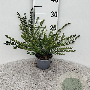 Lonicera nit. 'Elegant' 20-30 cm C1.3