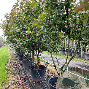 Photinia fraseri 'Red Robin' 200-250 cm container meerstammig