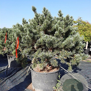 Pinus sylv. 'Watereri' 125-150 cm container 