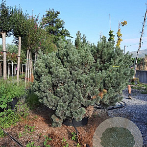 Pinus sylv. 'Watereri' 125-150 cm container 