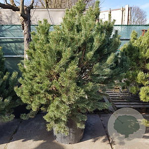 Pinus sylv. 'Watereri' 125-150 cm container 