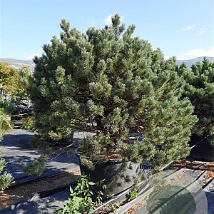 Pinus sylv. 'Watereri' 125-150 cm container 