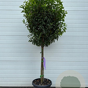 Prunus l. 'Angustifolia' 80HA container extra