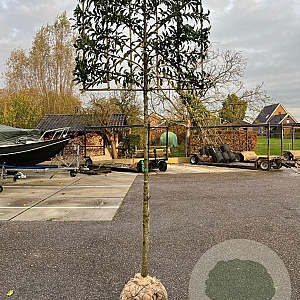 Prunus lusitanica 'Brenelia' 8-10 HO container 190 stam lei 100x100