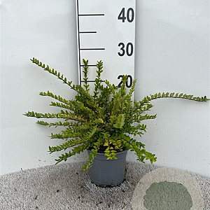 Lonicera nit. 'Maigrün' 20-30 cm C1.3