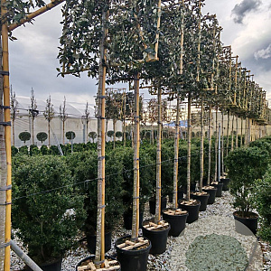 Quercus ilex 16-18 HO container 180 cm stam lei 150x150