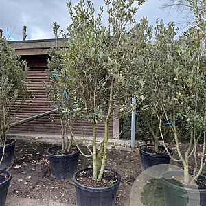 Quercus ilex 200-250 cm container meerstammig