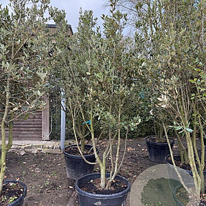 Quercus ilex 200-250 cm container meerstammig
