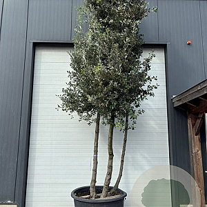 Quercus ilex 450-500 cm container meerstammig