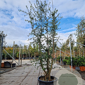 Quercus suber 200-250 cm cont. 70L meerstammig