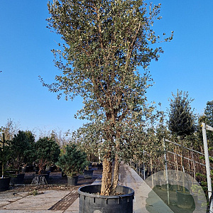 Quercus suber 450-500 cm container meerstammig