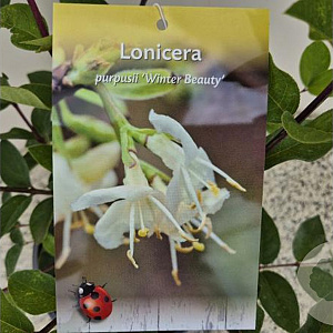 Lonicera purpusii 'Winter Beauty' 40-45 cm 2,5L