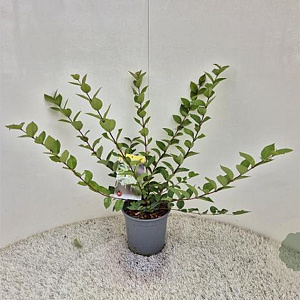 Lonicera purpusii 'Winter Beauty' 40-45 cm 2,5L