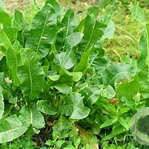 Armoracia rusticana GM P13 Biologisch