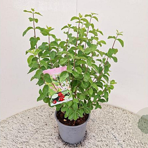 Lonicera xylosteum 40-50 cm 3,0L