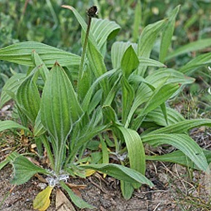 Plantago lanceolata GM P13 Biologisch