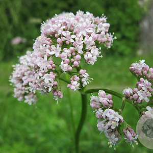 Valeriana officinalis GM P13 Biologisch