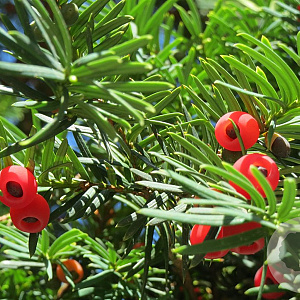 Taxus baccata 125-150 cm met kluit