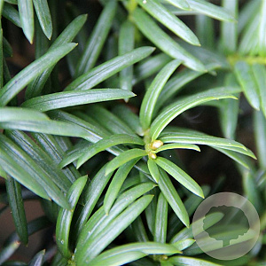 Taxus baccata 125-150 cm met kluit