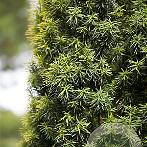 Taxus baccata 125-150 cm met kluit