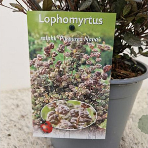 Lophomyrtus ralphii 'Purpurea Nana' 30-35 cm 2,5L