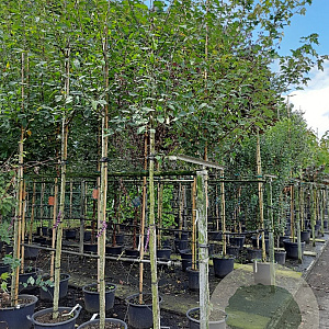 Amelanchier arborea 'Robin Hill' 8-10 HO container