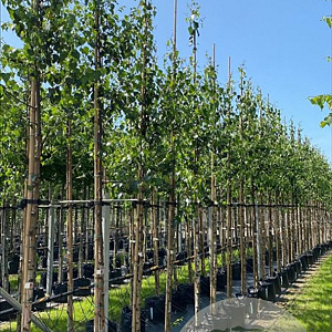 Betula pendula 10-12 HO container