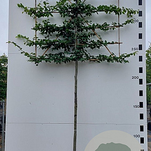 Carpinus betulus 12-14 HO container 180 cm stam LEIVORM