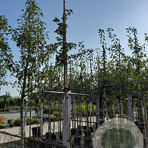 Crataegus media 'Paul's Scarlet' 8-10 HO container