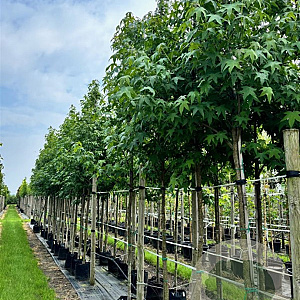 Liquidambar styraciflua 12-14 HO container