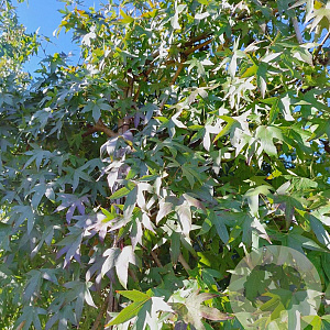 Liquidambar s. 'Worplesdon' 12-14 HO container