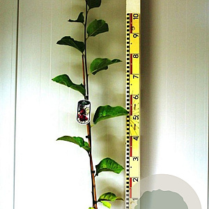 Magnolia 'Genie' 35-40 cm 2,0L