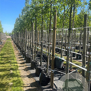 Malus 'Evereste' 10-12 HO container