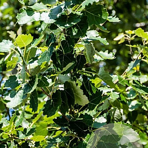 Populus canesc. 'Enniger' 14-16 HO draadkluit 3 X verplant