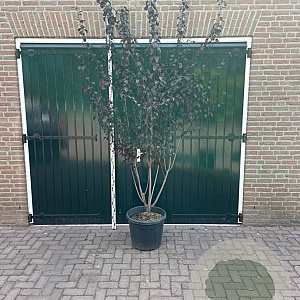 Prunus cer. 'Nigra' 250-300 cm container meerstammig