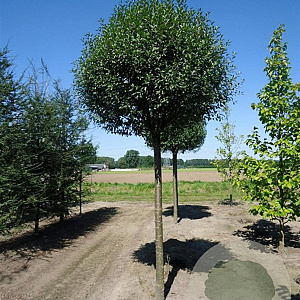 Prunus eminens 'Umbraculifera' 8-10 HO container 225 cm stam