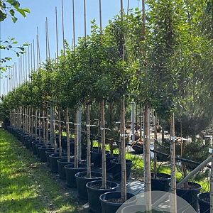 Prunus l. 'Angustifolia' 14-16 HO container