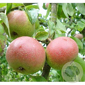 Pyrus c. 'Zoete Brederode' 10-12 HA container