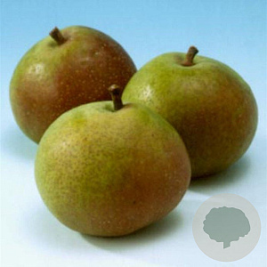 Pyrus c. 'Zoete Brederode' 10-12 HA container