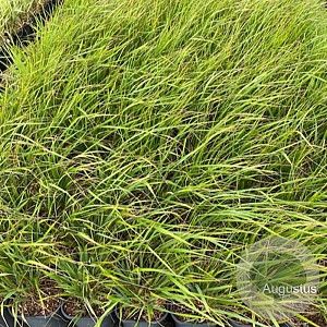 Calamagrostis acut. 'Karl Foerster' GM 2,0L