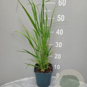Calamagrostis acut. 'Karl Foerster' GM 2,0L